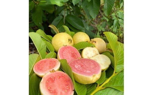 ææ©ã°ã¡ã蟲åã®å®çãã«ãŒããœãŒã¹ GuavaïŒLemon(ã°ã¡ãïŒã¬ã¢ã³) 100g 1å | ãã«ãŒã ãœãŒã¹ ãžã£ã ããã ã°ã¢ã ã°ã¡ã ããã ã¬ã¢ã³ é«ç¥ç ååœåž