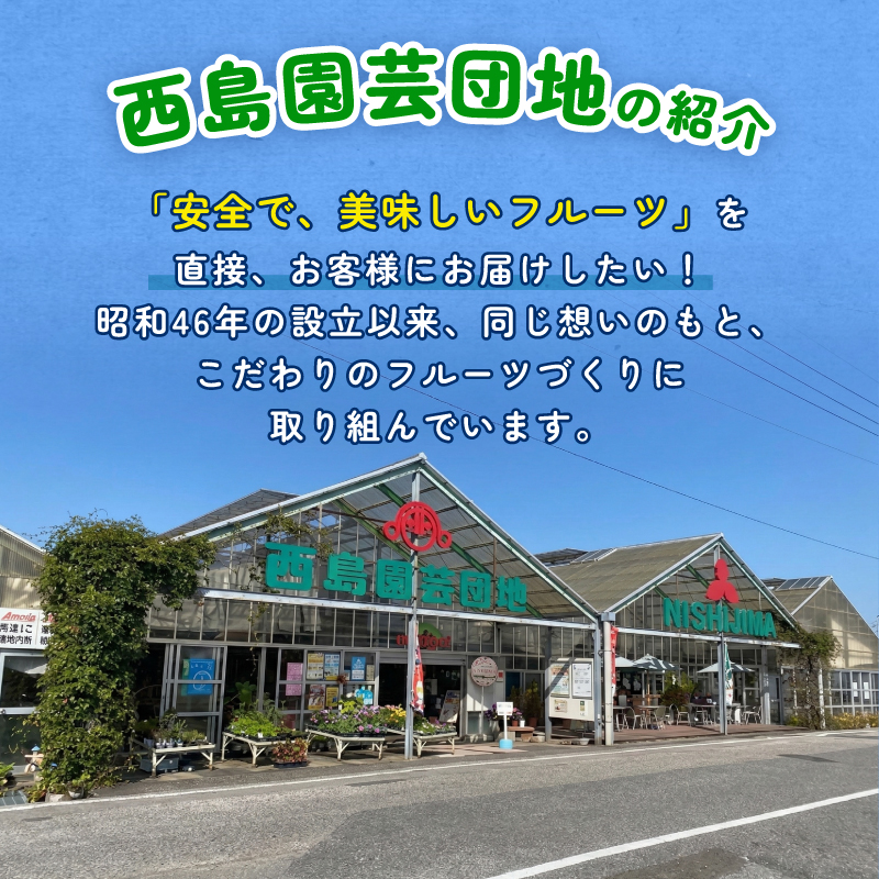 【先行予約】高知県南国市産／完熟アップルマンゴー1個（2026年6月〜発送）【マンゴー フルーツ くだもの デザート 高評価 厳選 高級 ギフト 贈り物 人気 おすすめ】【マンゴー アップルマンゴー フルーツ 果物 くだもの 食品  高評価 厳選 高級 ギフト 贈り物 人気 おすすめ 】