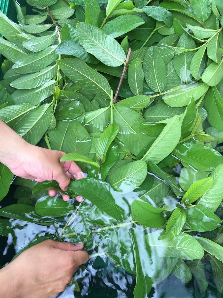 天然原料100％の天海のしずくオーガニック フィトシードクリーム 35g×2本 | 化粧品 クリーム オーガニック コスメ グアバ 美容 自家栽培 びよう 人気 おすすめ 高知県 南国市