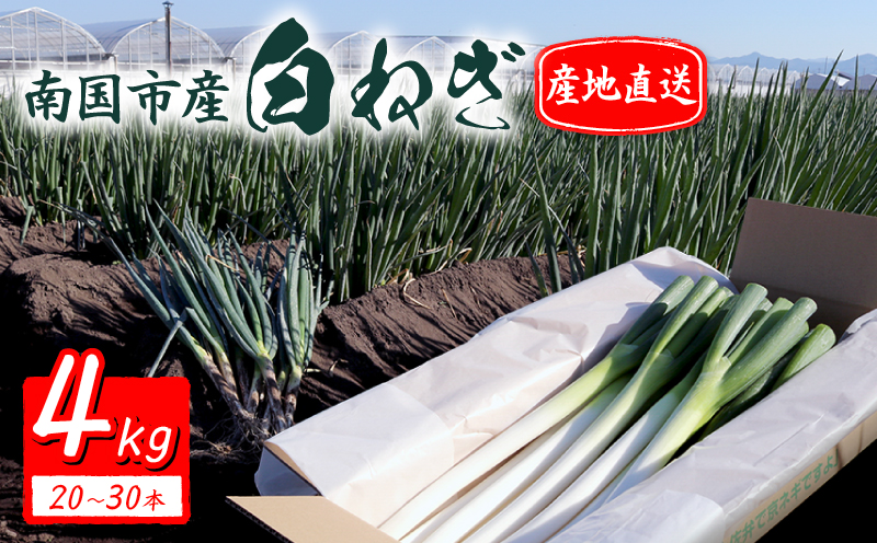 【先行予約 2026年12月～発送】白ねぎ 4kg(20～30本) | 長ネギ 葱 薬味 鍋 すき焼き ねぎま うどん そば 農園けんぴ 高知県 南国市