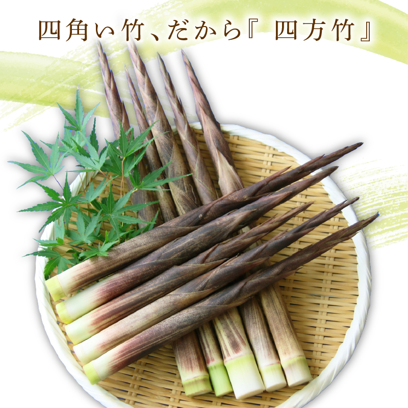 四方竹 水煮 100g×2パック シャキシャキ 食感 珍味 季節 特産 珍しい 柔らか 筍 タケノコ 竹の子 煮物 おでん サラダ 和え物 天ぷら キンピラ お寿司 高知県 南国市