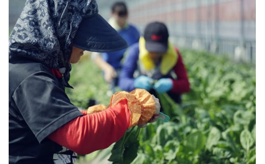 縲主ョ壽悄萓ソ 蜈ィ12蝗槭冗┌霎イ阮ャ逕溷ァ100g縺ィ譌ャ縺ョ驥手除縺ョ隧ー繧∝粋繧上○縲仙悄菴宣手除縲代舌そ繝繝 譁ー魄ョ 驥手除 豈取怦 莠コ豌 縺翫☆縺吶a 鬮倡衍逵 蜊怜嵜蟶ゅ