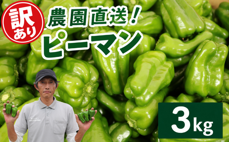 【 訳あり 】 ピーマン 3kg | わけあり 不揃い 国産 野菜 やさい 新鮮野菜 旬 産地直送 農園直送 お取り寄せ おかず 食品 食材 炒め物 肉詰め サラダ 天ぷら BBQ バーベキュー お弁当 大容量 高知県 南国市