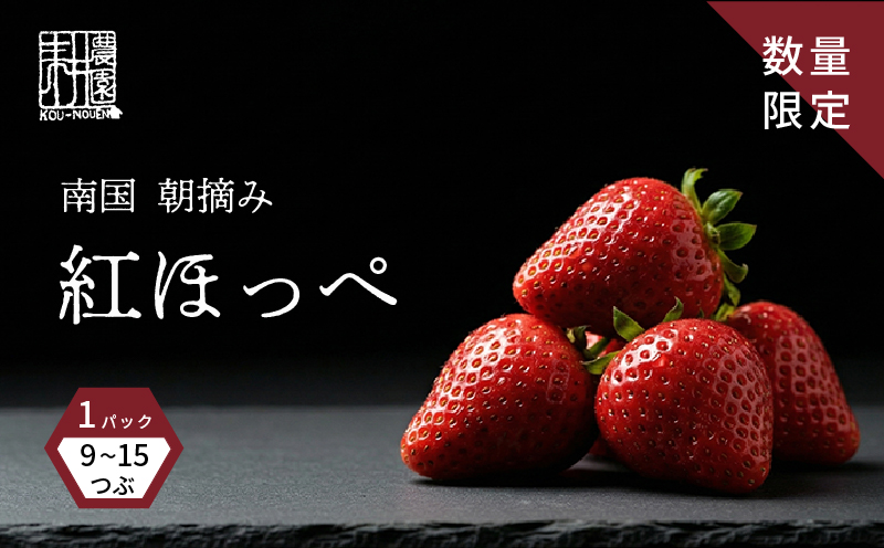 先行予約 いちご 紅ほっぺ 贈答品 1箱（1パック：9～15粒） 2026年1月発送開始 | 高級 厳選 こだわり 贅沢 贈り物 ギフト プレゼント 限定 お取り寄せ 苺 いちご 果物 くだもの フルーツ 人気 旬 甘い 大粒 高糖度 産地直送 期間限定 高知県 南国市