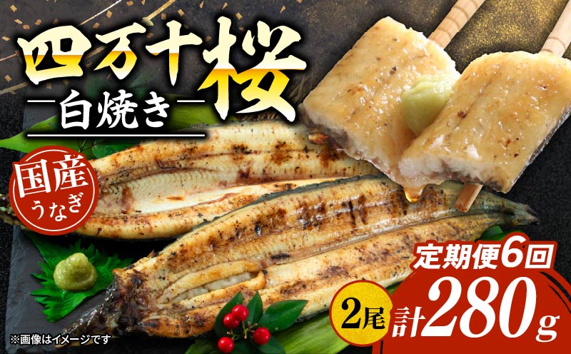 【通常用】【6回定期便】極上国産うなぎ四万十桜 白焼き約140g×2尾 | うなぎ 鰻 ウナギ 白焼き 定期便 国産 四万十鰻 ウナギ 蒲焼き 調理済み タレ付き 頒布会 ギフト（お歳暮/お正月）高級 お取り寄せ グルメ 食べ比べ 冷凍