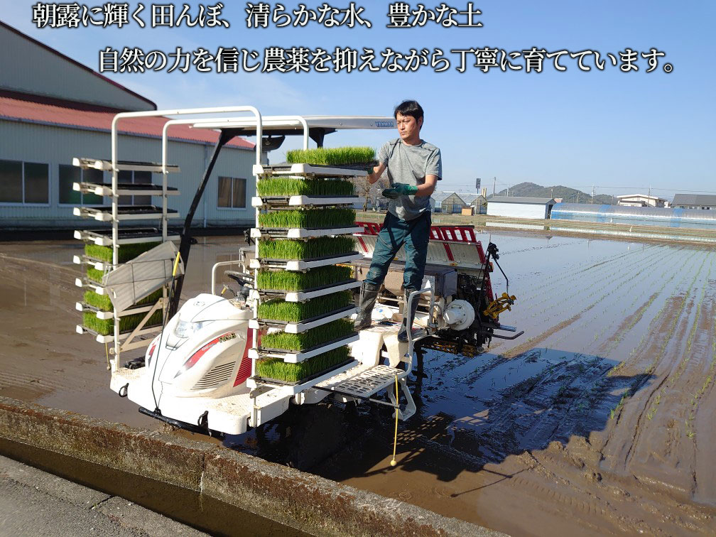 令和7年度 もち米 5キロ 数量限定 餅米 もちごめ 白米 高知県 南国市