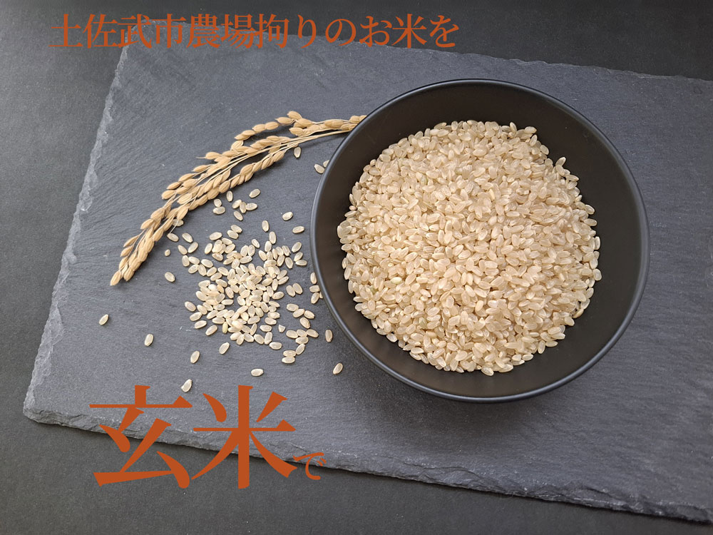 令和7年度 玄米 ミルキークイーン 5キロ 数量限定 米 コメ お米 ご飯 おにぎり こめ 高知県 南国市