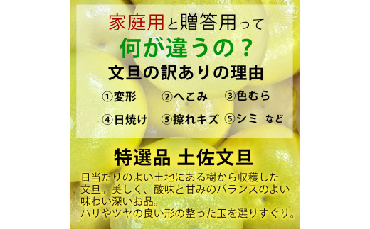 ＼果樹園直送／土佐文旦 約10kg（訳あり）〈ご家庭用〉果物 柑橘 フルーツ ぶんたん　ブンタン 分担 高知県土佐市 お取り寄せ 産地直送 おいしい 美味しい 返礼品 白木果樹園