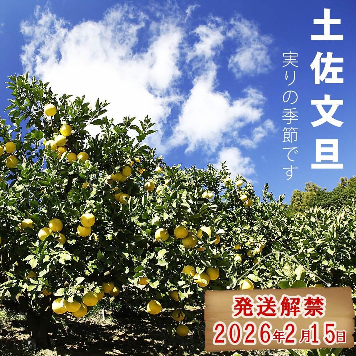 【先行予約】＼果樹園直送／贈答品 土佐文旦 約10kg  大玉 4L～3Lサイズ (13～18個入り)〈2027年2月中旬～3月中旬頃発送〉 高知県 土佐市【白木果樹園】 [BQAI004]