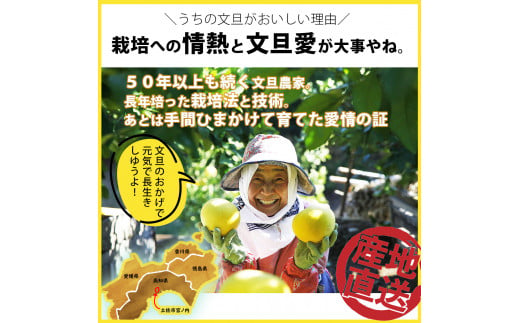 【先行予約】＼果樹園直送／贈答品 土佐文旦 約10kg  大玉 4L～3Lサイズ (13～18個入り)〈2027年2月中旬～3月中旬頃発送〉 高知県 土佐市【白木果樹園】 [BQAI004]