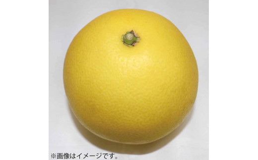 《戸波文旦会》 青龍文旦（せいりゅうぶんたん） 約5kg（2L～5L混合サイズ）【土佐グルメ市場厳選】高知産 みかん 柑橘 フルーツ 文旦 ぶんたん ブンタン 果物 お取り寄せ おいしい 美味しい 故郷納税 ふるさとのうぜい 返礼品 高知県 高知 土佐