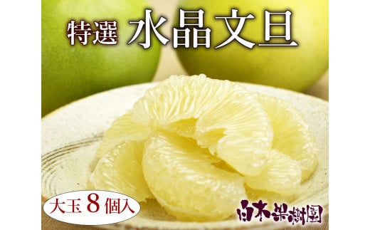【先行予約】高知県産水晶文旦 特選ご贈答用 特大7個もしくは大玉8個〈2026年10月上旬～11月上旬頃発送〉  【白木果樹園】 [BQAI018]
