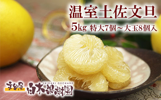 12月発送土佐文旦 温室土佐文旦 特選秀品ご贈答用大箱 約5kg 大玉8個もしくは特大7個入り 文旦 ハウス文旦 大玉サイズ 柑橘 みかん フルーツ ぶんたん ブンタン 果物 お取り寄せ おいしい 美味しい 高知県土佐市産 故郷納税 ふるさとのうぜい 返礼品 高知県 高知 お歳暮 冬ギフト