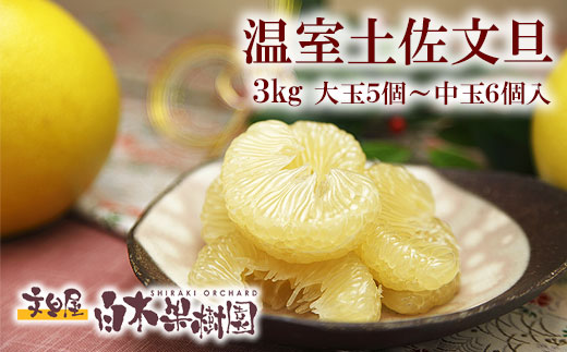 【先行予約】特選温室土佐文旦 贈答用 約3kg 中玉6個もしくは大玉5個入り〈2026年12月上旬～12月下旬頃〉 / 高糖度 温室 ハウス文旦 特選秀品ご贈答用中箱 柑橘 みかん フルーツ ぶんたん 高知県 土佐市【白木果樹園】 [BQAI035]