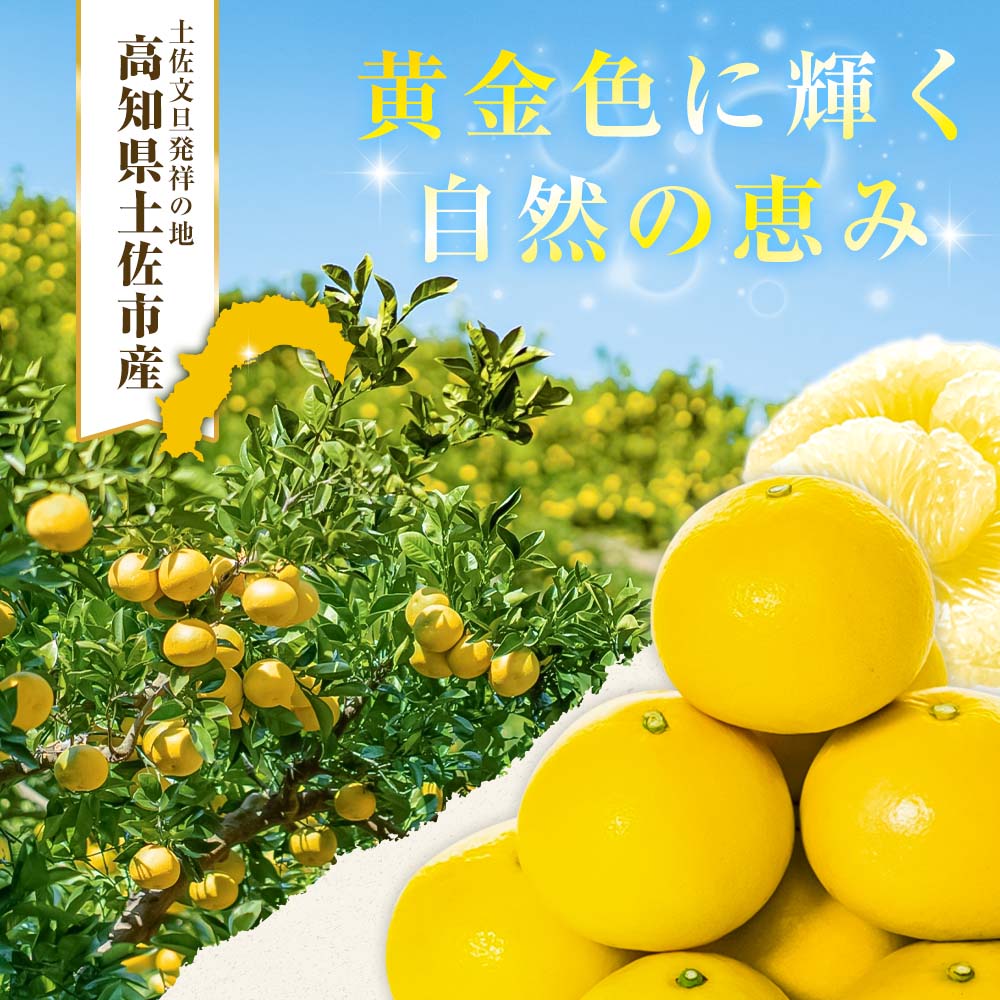 【日本ギフト大賞2024受賞】【先行予約】文旦 大玉3kg（3L～2L）2026年1月下旬より順次発送