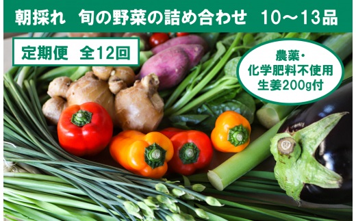 【12回定期便】栽培期間中に農薬不使用の生姜200gと旬の野菜詰め合わせ10～13品目 野菜 野菜セット 詰め合わせ しょうが ショウガ 旬 新鮮 朝どれ 取り寄せ 定期便【株式会社SIMA】 [BQAZ008]