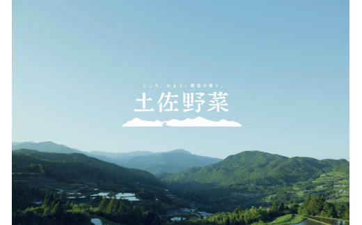 『定期便全12回』栽培期間中に農薬不使用の生姜200gと旬の野菜詰め合わせ10～13品目