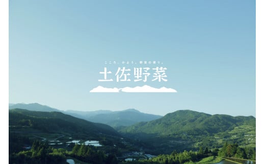 『定期便全6回』栽培期間中に農薬不使用の生姜200gと旬の野菜詰め合わせ10～13品目