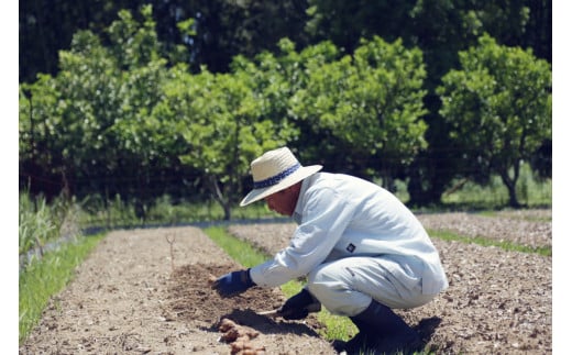 【3回定期便】栽培期間中に農薬不使用の生姜200gと旬の野菜詰め合わせ10～13品目 野菜 野菜セット 詰め合わせ しょうが ショウガ 旬 新鮮 朝どれ 取り寄せ【株式会社SIMA】 [BQAZ006]