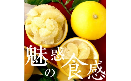 【先行予約】☆至高の柑橘　高知産 土佐文旦☆ M  12玉入【家庭用】〈2027年1月下旬頃より順次発送〉/ 柑橘 フルーツ 先行予約 ぶんたん ブンタン 果物 お取り寄せ【TAMURAKAJUEN】