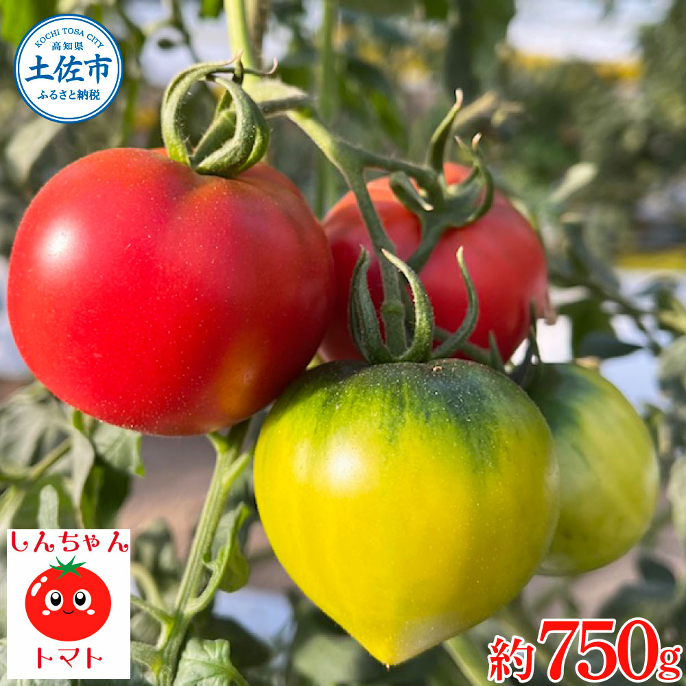 【先行予約】糖度9度以上 フルーツトマト しんちゃんトマト 約750g (小 - 大玉サイズ 10 - 20個) 〈2027年2月〜発送〉/ トマト 高糖度 高知県産 ふるーつとまと 甘い 美味しい お取り寄せ