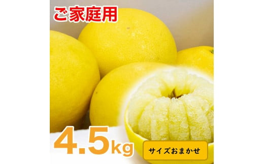 生産者直送　土佐文旦　4.5kg　[サイズおまかせ　2L～4L]　家庭用 文旦 柑橘 みかん フルーツ ぶんたん ブンタン 果物  お取り寄せ おいしい 美味しい 故郷納税 ふるさとのうぜい 返礼品 高知県 高知【2025年2月上旬より発送】