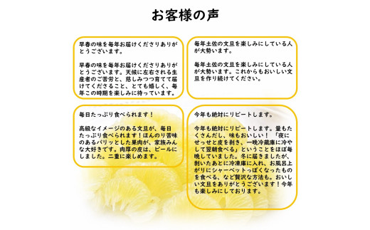 生産者直送　土佐文旦　4.5kg　[サイズおまかせ　2L～4L]　家庭用 【2026年1月下旬より発送】