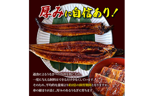 【数量限定！】仁淀川特大肉厚うなぎ5尾セット