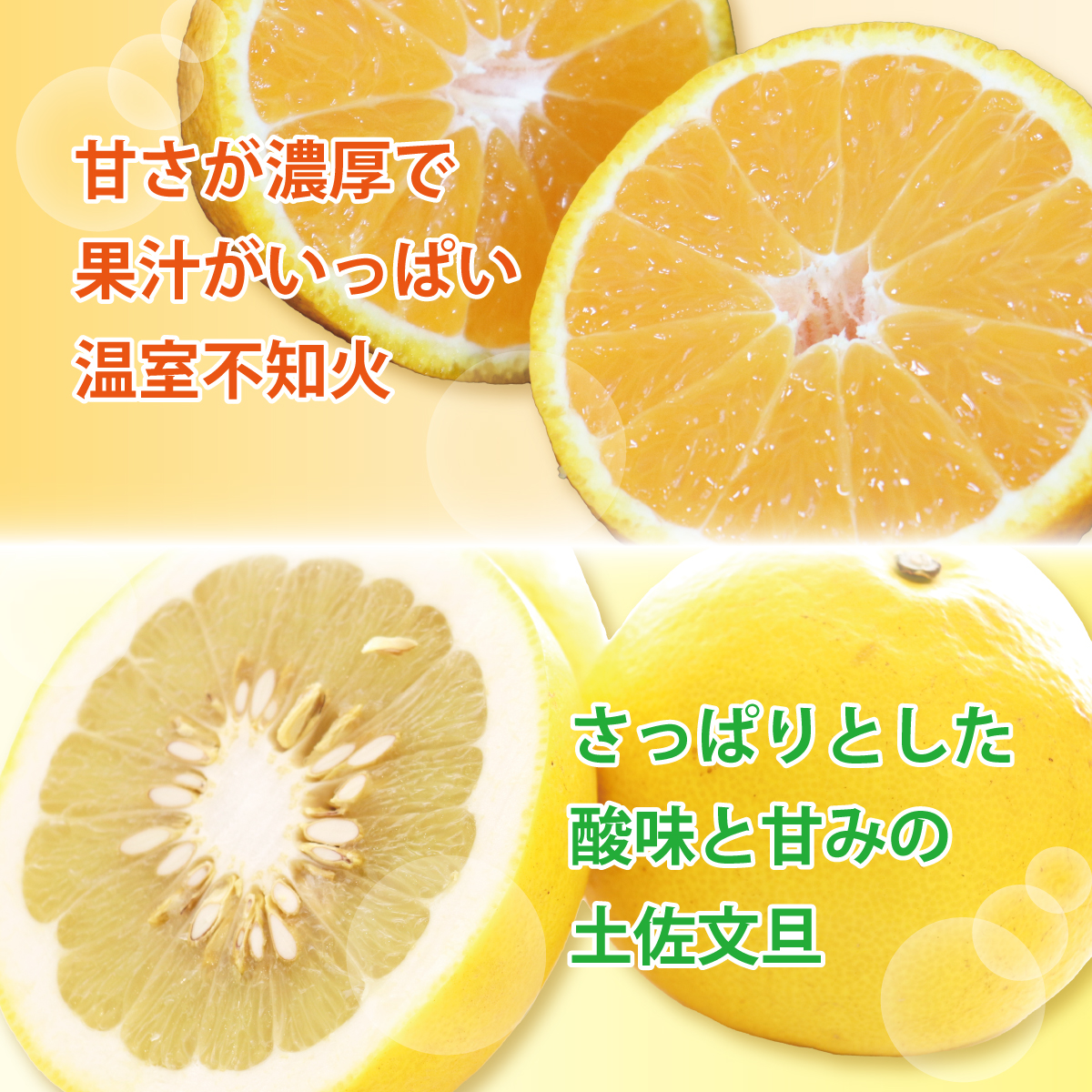 土佐文旦と温室不知火(シラヌイ)の詰め合わせ 約3kg セット