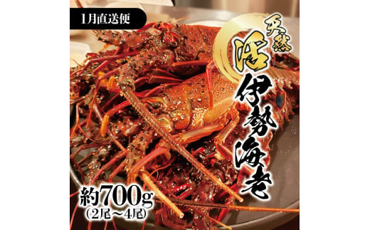 1月直送便 土佐獲れ 活伊勢海老 約700g（２尾～４尾） 天然 エビ　えび 伊勢エビ 海鮮 お刺身 刺し身 丸焼き しゃぶしゃぶ 故郷納税 ふるさとのうぜい 返礼品 高知県 高知 36000円