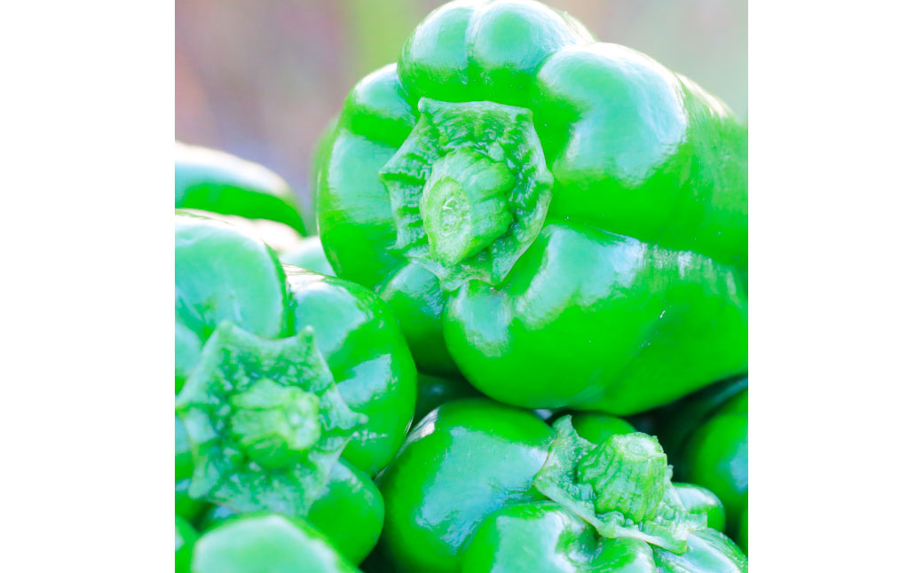 高知県産 植田ファームのこだわりピーマン 1kg ピーマン 新鮮野菜 サラダ 野菜 おかず 詰め合わせ 絶品 お取り寄せ 美味しい 料理 おうちごはん 新鮮 大容量 消費 国産 日本産