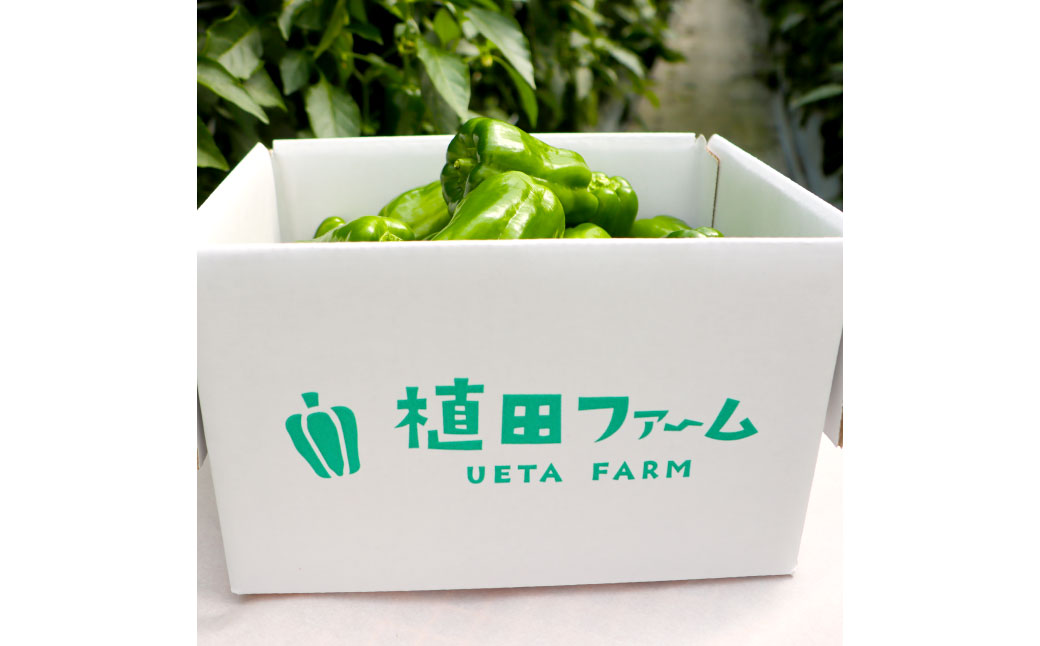【先行予約】高知県産 植田ファームのこだわりピーマン 1kg〈2026年10月1日～2027年6月下旬〉 ピーマン 甘い 新鮮野菜 サラダ 野菜 おかず 詰め合わせ 絶品 お取り寄せ 美味しい 料理 おうちごはん 新鮮 高知県 土佐市【株式会社植田ファーム】[BQAT001]