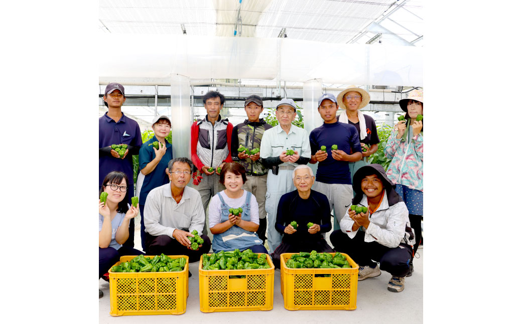 【先行予約】高知県産 植田ファームのこだわりピーマン 3kg〈2026年10月1日～2027年6月下旬〉 ピーマン 甘い 新鮮野菜 サラダ 野菜 おかず 詰め合わせ 絶品 お取り寄せ 美味しい 料理 おうちごはん 新鮮 高知県 土佐市【株式会社植田ファーム】[BQAT003]