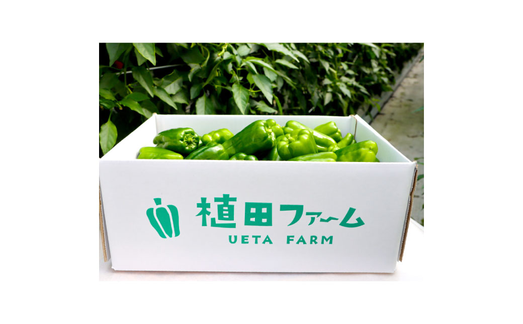 高知県産 植田ファームのこだわりピーマン 3kg 