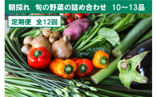 『定期便』全12回【土佐野菜】旬の野菜詰め合わせ10～13品目　旬の野菜 生姜 野菜 健康 詰め合わせ セット 採れたて おいしい 美味しい 自然 新鮮 故郷納税 ふるさとのうぜい 返礼品 高知県 高知