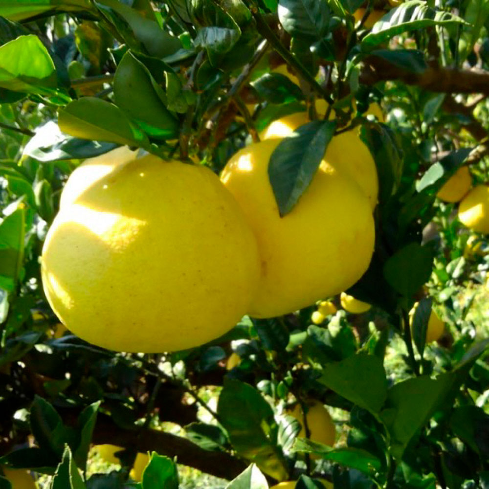 ＜2026年1月下旬より順次発送＞嬉龍の土佐文旦　贈答用　2～3Ｌサイズ　約10kg　減農薬 