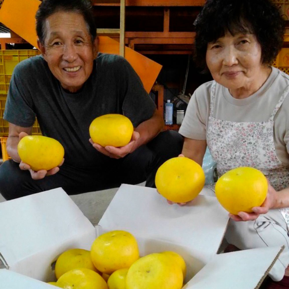 ＜2026年1月下旬より順次発送＞嬉龍の土佐文旦　贈答用　2～3Ｌサイズ　約10kg　減農薬 