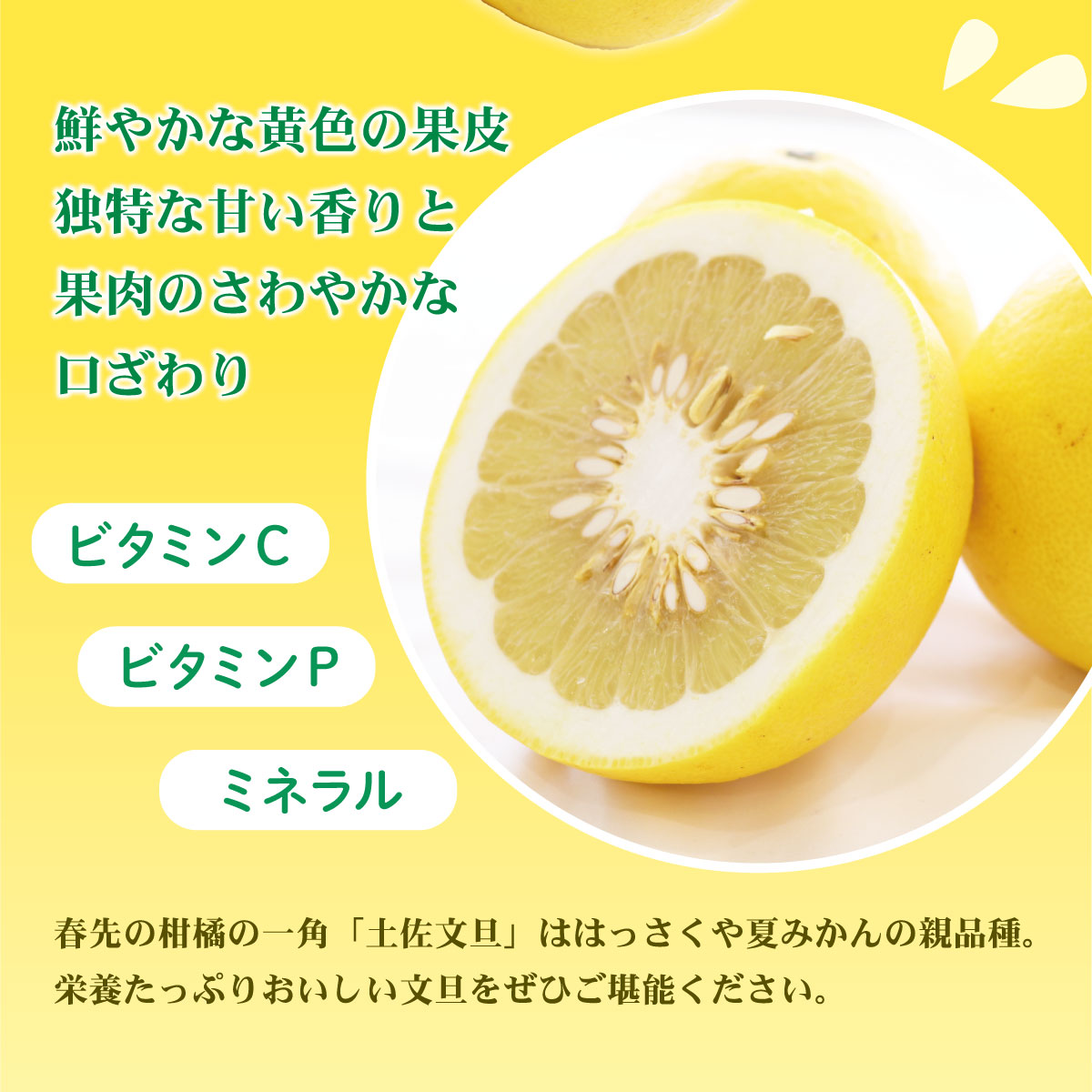 【先行予約】土佐文旦（大玉：2L～5L 混合）約5kg 〈2027年2月中旬〜発送〉/ 土佐文旦発祥の地 産地直送 家庭用 贈答用 文旦 5キロ 約7～10玉 大玉 特大 3l 4l ぶんたん ブンタン 柑橘 【株式会社とさもん】