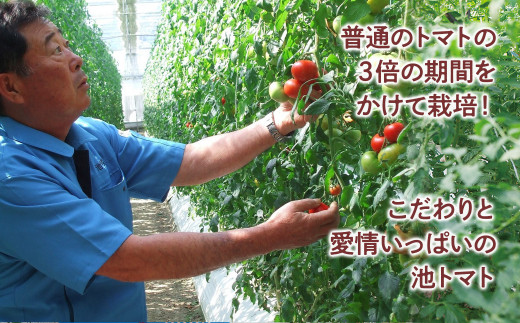 【先行予約】お徳用フルーツトマトＬサイズ 1.2kg・約15玉・Lサイズ〈2027年1月上旬～6月上旬〉 / 糖度8度以上 フルーツトマト ふるーつとまと とまと トマト 箱詰め 甘い 濃厚 高知県 土佐市【池トマト】[BQAG008]