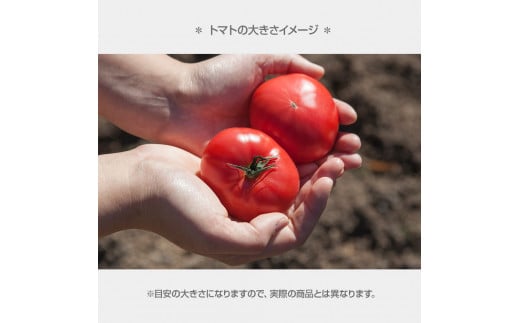 【先行予約】お徳用フルーツトマトＬサイズ 1.2kg・約15玉・Lサイズ〈2027年1月上旬～6月上旬〉 / 糖度8度以上 フルーツトマト ふるーつとまと とまと トマト 箱詰め 甘い 濃厚 高知県 土佐市【池トマト】[BQAG008]
