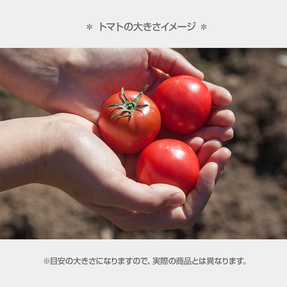 ＜2026年1月下旬より発送＞濃厚フルーツトマト1kg 糖度8度以上 期間限定 