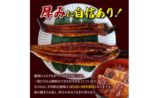 【数量限定】仁淀川特大肉厚うなぎ4尾セット タレ付き 