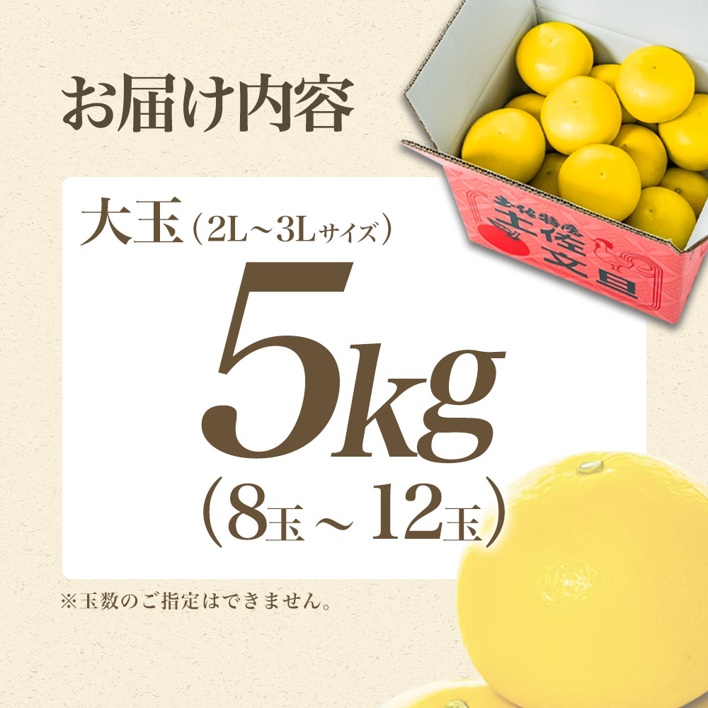 【日本ギフト大賞2024受賞】【先行予約】文旦 大玉5kg（3L～2L）2026年1月下旬より順次発送