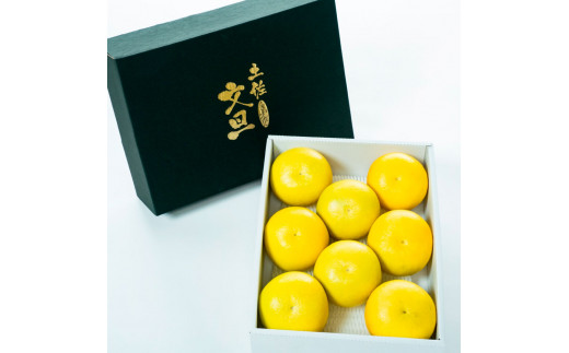 【日本ギフト大賞2024受賞】園主こだわり土佐文旦【化粧箱贈答用：大玉5kg】（3L～2L） 2026年1月下旬より順次発送 やの一果彩