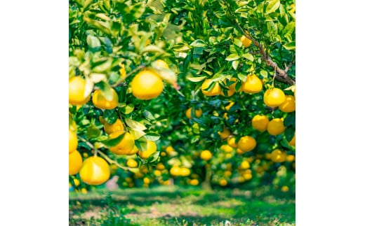 【日本ギフト大賞2024受賞】園主こだわり土佐文旦【化粧箱贈答用：大玉3kg】（3L～2L） 2026年1月下旬より順次発送  やの一果彩