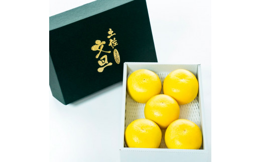 【日本ギフト大賞2024受賞】園主こだわり土佐文旦【化粧箱贈答用：大玉3kg】（3L～2L） 2026年1月下旬より順次発送  やの一果彩