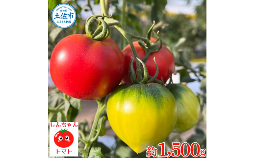 【先行予約】糖度9度以上 フルーツトマト しんちゃんトマト 750ｇ×2箱 合計約1.5kｇ (小～大玉サイズ　10～20個×2箱) 〈2027年1月〜発送〉/ トマト 高糖度 高知県産 ふるーつとまと 甘い 美味しい