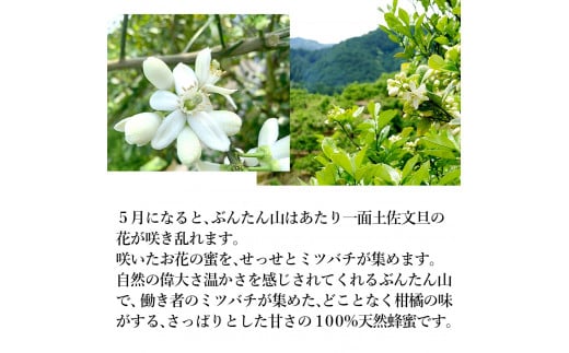 爽やかな香り広がる100%天然蜂蜜 ぶんたん山の蜂蜜 360g 【白木果樹園】