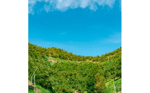 〈3回定期便〉園主こだわりの土佐文旦 10キロ（18 - 24玉） 2月 - 4月にお届け！ 先行予約 定期コース 3ヶ月 