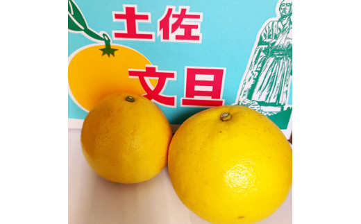 土佐文旦 家庭用 約3キロ(2L - ４Lサイズ：6玉前後) 大玉 先行予約 数量限定 